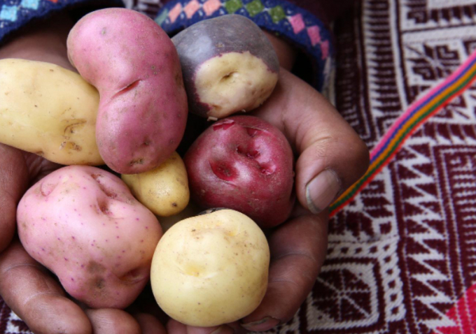 The park works with nonprofits and scientists to develop varieties of potatoes that will be resistant to the complications of climate change. Photo: The Guardian