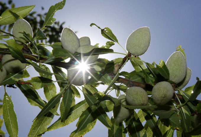 Thuốc trừ sâu chlorpyrifos là loại phổ rộng, có khả năng tiêu diệt nhanh gọn nhiều loại sâu bệnh, côn trùng. Ảnh: CNA