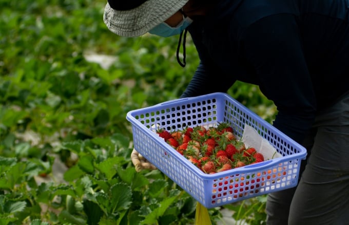 Harvesting Hana strawberries in Max Organic Farm. Photo: Organica.