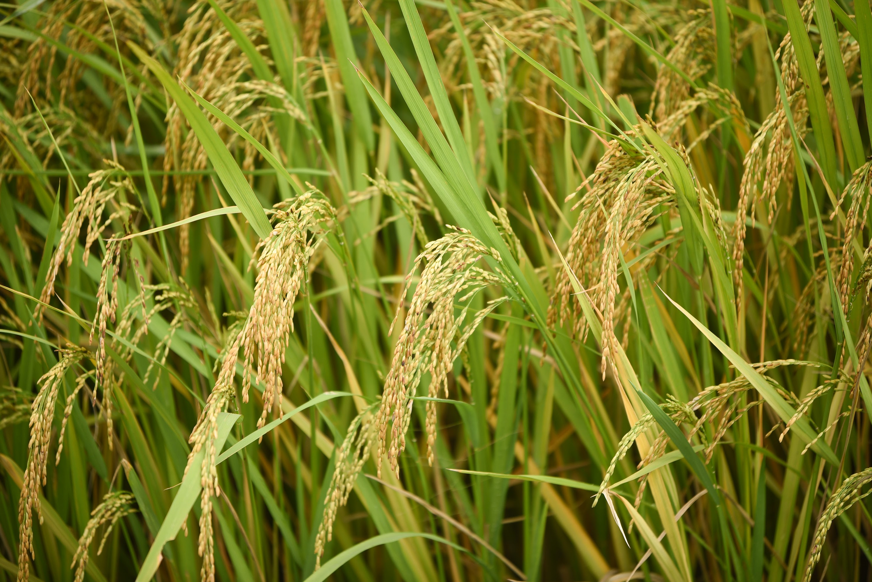 Environmentally friendly rice farming has been practised by many farmers. Photo: Tung Dinh.