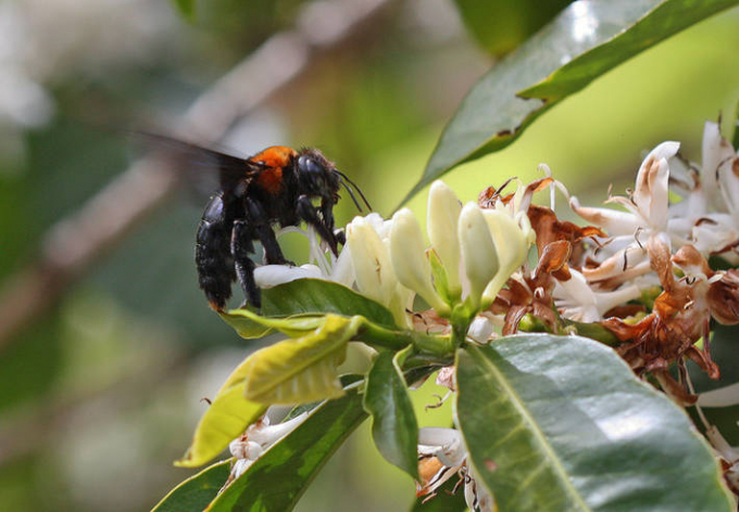 Ước tính có hơn 20.000 loài ong tự nhiên góp phần vào quá trình thụ phấn, là yêu tố quan trọng đối với nguồn cung cấp thực phẩm của nhân loại. Theo FAO, sản lượng lương thực toàn cầu trị giá từ 235 tỷ USD đến 577 tỷ USD hàng năm dựa vào sự đóng góp trực tiếp của các loài thụ phấn. Ảnh: Getty