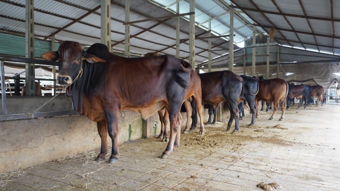 Mục tiêu cụ thể là đến năm 2025, tổng đàn bò của Tây Ninh đạt 125.000 con và 150.000 nghìn con vào năm 2030. Ảnh: Nguyễn Thủy.
