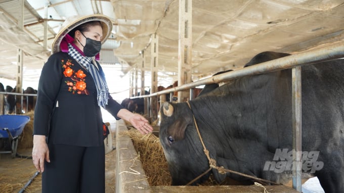 Đàn bò đực giống 3B được bà Lấn chăm sóc cẩn thận không chỉ phục vụ cho gia đình bà còn hỗ trợ phối giống cho người dân địa phương. Ảnh: Trần Trung.