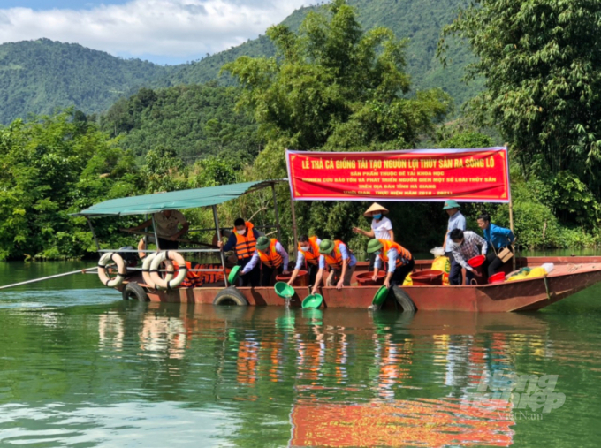 Tỉnh Hà Giang tổ chức thả tái tạo các giống cá quý hiếm trên các dòng sông chạy qua địa bàn Ảnh: Đào Thanh.