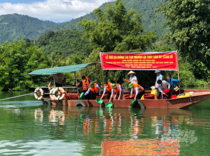 Ha Giang province organizes the release of rare and precious fish species on the rivers running through the area. Photo: Dao Thanh.