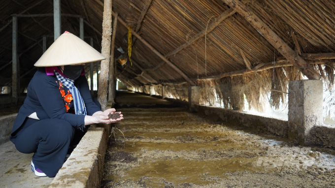 Trang trại trùn quế được xây dựng phía sau khu vực chăn nuôi để kịp thời xử lý lượng phân từ bò. Ảnh: Nguyễn Thủy.