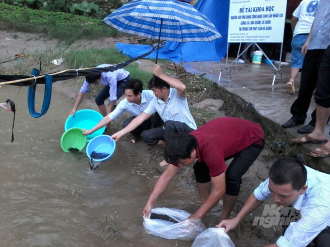 Từ năm 2016 đến nay, trung bình mỗi năm tỉnh Hà Giang thực hiện thả khoảng 5.000 con cá quý hiếm xuống các dòng sông. Ảnh: Đào Thanh.