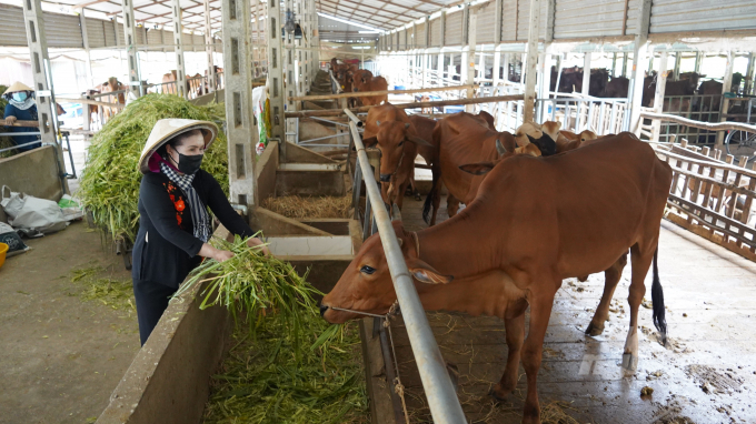 Đàn bò cái vừa cung cấp lượng phân phục vụ mục đích nuôi trùn quế còn đem lại nguồn thu lớn từ xuất bán giống và thịt. Ảnh: Trần Trung.
