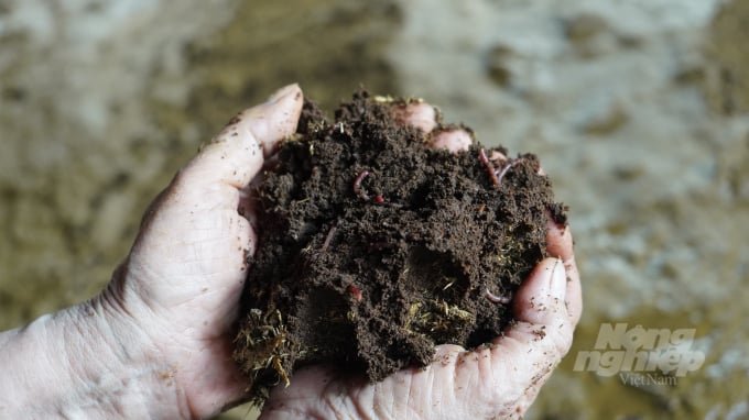 According to Ms. Lan, earthworms are easy to raise, with little care, only needing to purchase the initial breed and they will multiply, develop on their own. Photo: Tran Trung.