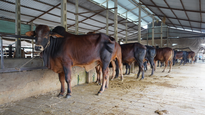 The specific goal is that by 2025, the total cow herd of Tay Ninh will reach 125,000 heads and 150,000 heads by 2030. Photo: Tran Trung.