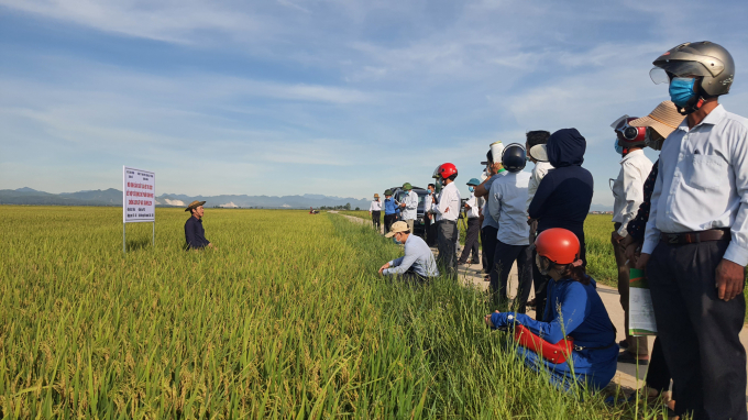 Farmers in the area visiting the organic rice production model. Photo: Thanh Nga.