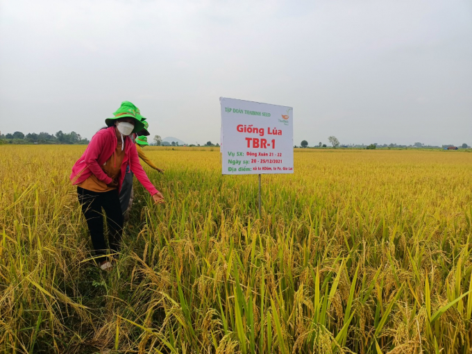 Giống lúa TBR-1 sẽ tiết tục được nhân rộng tại nhiều xã trên địa bàn huyện Ia Pa trong thời gian tới.