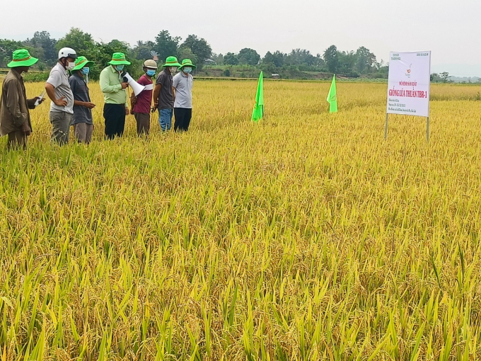 Nhiều nông dân tham quan mô hình giống lúa TBR-1 đều tỏ ra phấn khích với năng suất vượt trội.