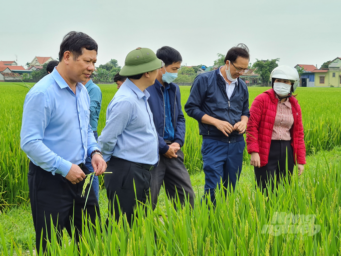 Đoàn công tác của Cục BVTV kiểm tra quá trình sinh trưởng lúa vụ xuân tại địa bàn xã Diễn Lộc (Diễn Châu, Nghệ An). Ảnh: Việt Khánh.