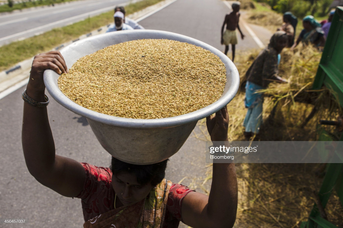Nông dân Ấn Độ thu hoạch lúa. Ảnh: Getty Images