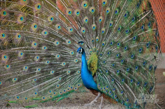 A peacock dancing in the garden of Mr. Hoa's house. Photo: Duong Dinh Tuong.