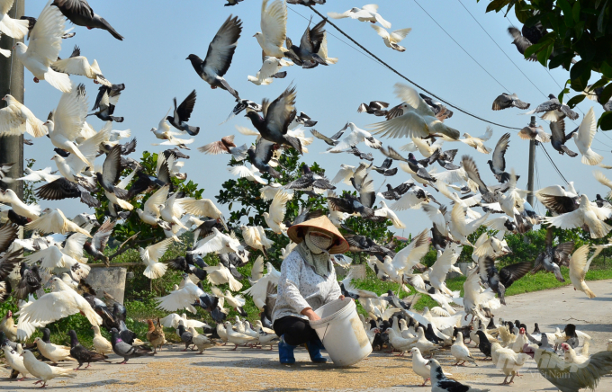 Farm workers feeding pigeons. Photo: Duong Dinh Tuong.