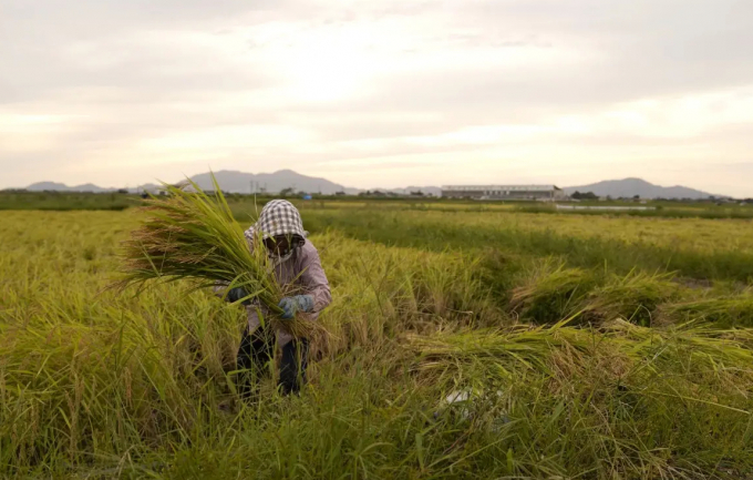 Lúa gạo vẫn là loại lương thực quan trọng, nuôi sống một nửa dân số thế giới. Ảnh: Bloomberg
