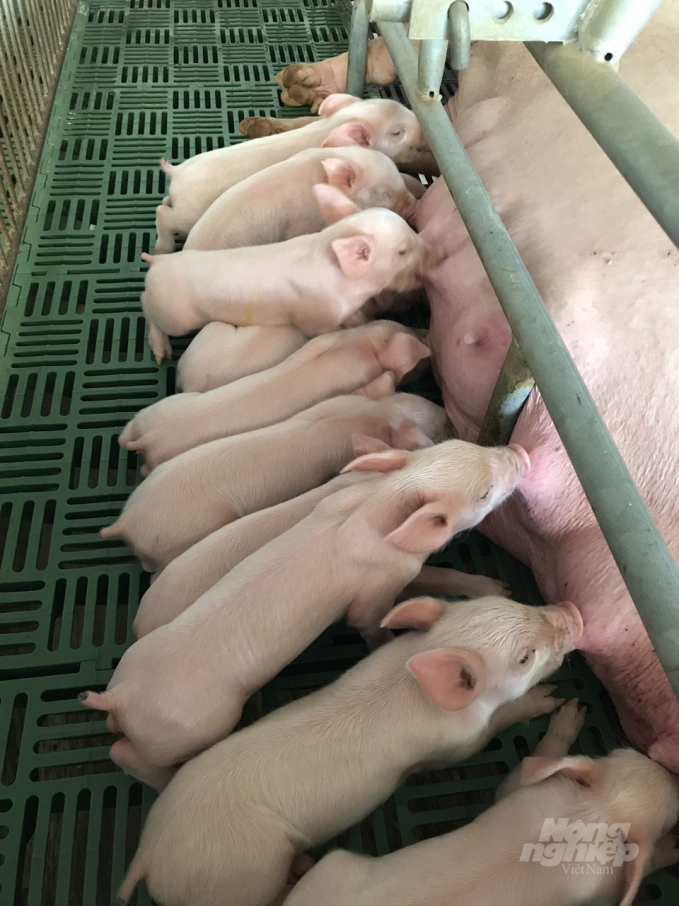 The well-developed pig herd is the motivation for Mr. Cuong to continue expanding the farm size. Photo: Tran Trung.