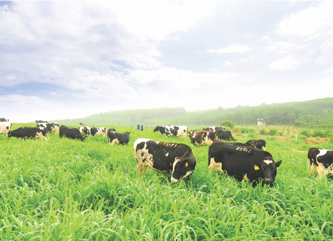 Nông nghiệp xanh bò sữa: Nông nghiệp xanh đang trở thành xu hướng của nông thôn hiện đại. Các trang trại bò sữa cũng đang dần chuyển sang sản xuất bò sữa xanh, giúp bảo vệ môi trường, cải thiện điều kiện sống cho người và động vật.