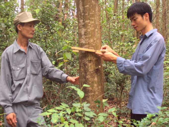 The staff of Ha Thanh Forestry Ltd. Company are checking forest tree periodically. Photo: V.D.T.