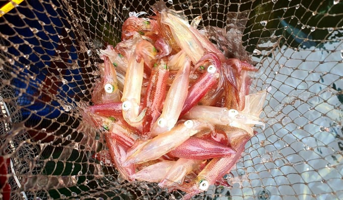Mực nhảy Vũng Áng là một trong những loài mực nổi tiếng ở Hà Tĩnh. Vào ban đêm, đặc biệt là từ tháng 4 - tháng 8 Dương lịch, ngư dân sẽ ra biển câu mực, sau đó thả vào các bè nuôi trồng thủy sản để giữ mực được sống.