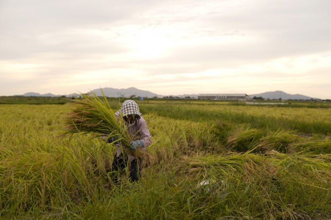 Chi phí phân bón tăng cao khiến nông dân trồng lúa trên khắp châu Á đang phải thu hẹp diện tích sản xuất lúa. Ảnh: Bloomberg