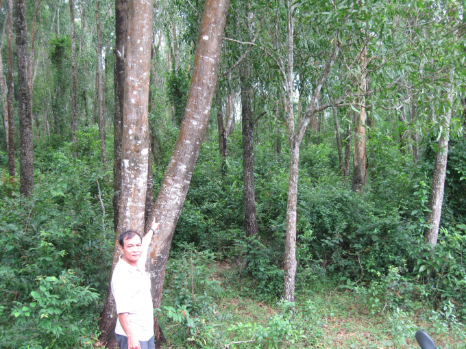 Trồng rừng gỗ lớn, các doanh nghiệp và người trồng rừng rất cần vốn để đầu tư vì thời kỳ kinh doanh kéo dài. Ảnh: Lê Khánh.