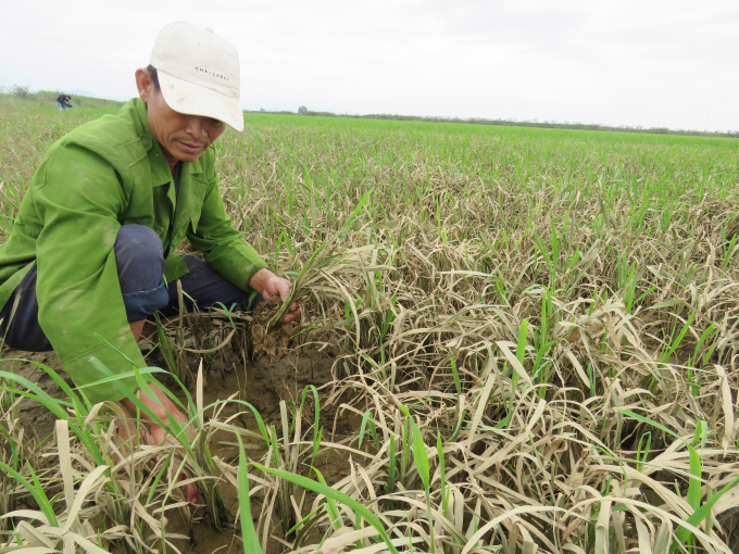 Lúa trên đồng đã có màu xanh nhưng tỷ lệ lên chồi là không đáng kể. Ảnh: N.T