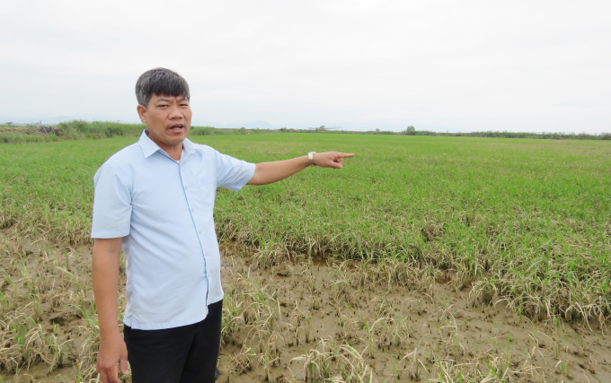 Ông Phạm Minh Huấn, Chủ tịch UBND xã Hồng Thủy: 'Nhìn vạt lúa có màu xanh, nhưng tỷ lệ lên chồi nhánh phục hồi là không đáng kể'. Ảnh: N.T