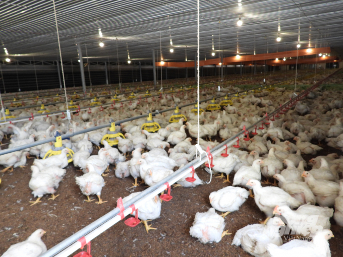 The breeding area is a 'resort' for chickens. Photo: Tran Trung.