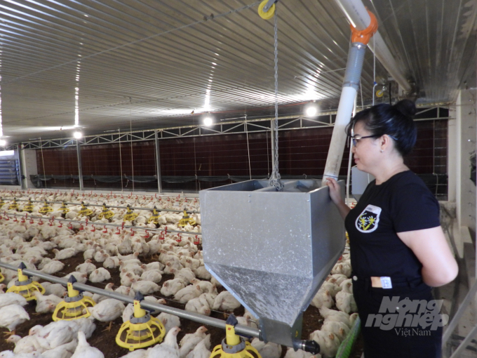 Fully automatic feeding system contributes to saving feed, reducing labor, increasing profit. Photo: Tran Trung.