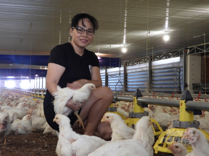 According to Ms. Hanh, white feathered chickens have a short breeding period, high yield with good meat quality. If raised in an enclosed environment, diseases can be completely overcome. Photo: Tran Trung.