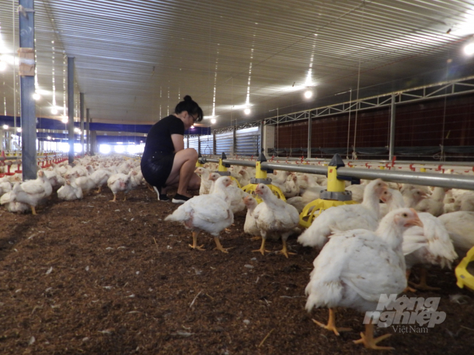 Poultry structure in the direction of shifting from small-scale livestock production to concentrated breeding, ensuring biosecurity is being focused on by Tay Ninh. Photo: Tran Trung.