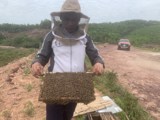 As one of the pioneers in developing a model of beekeeping based in mangroves, Mr. Pham Van Tuan said that his father made him familiar with beekeeping from a young age. Anh: Nguyen Thanh.