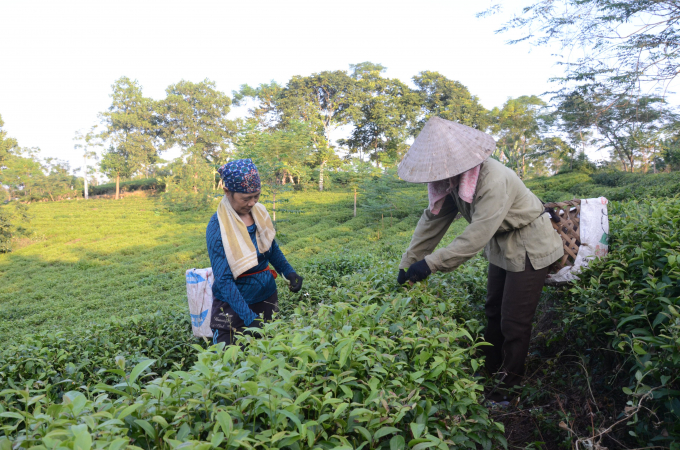 The tea companies of Tuyen Quang province have also started to receive orders from foreign partners. Photo: Dao Thanh.