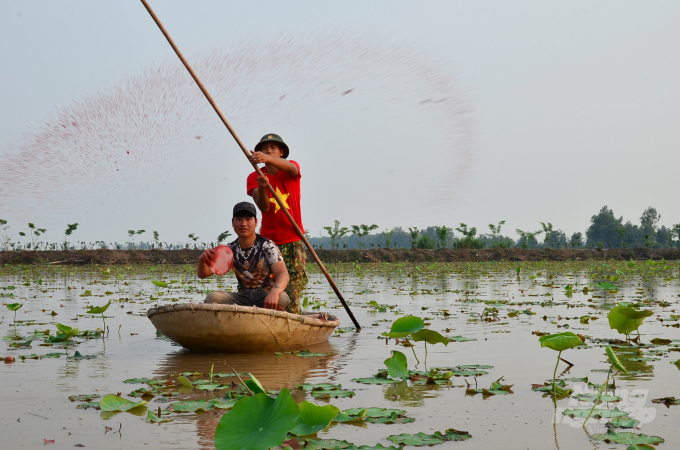 Fertilizing lotus at the beginning of each season. Photo: Duong Dinh Tuong.