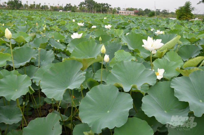White lotus flowers. Photo: Duong Dinh Tuong.