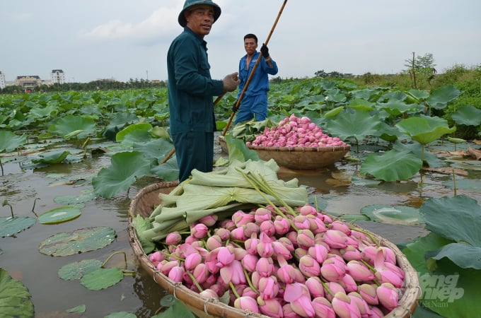 Harvesting lotus in the lagoon. Photo: Duong Dinh Tuong.