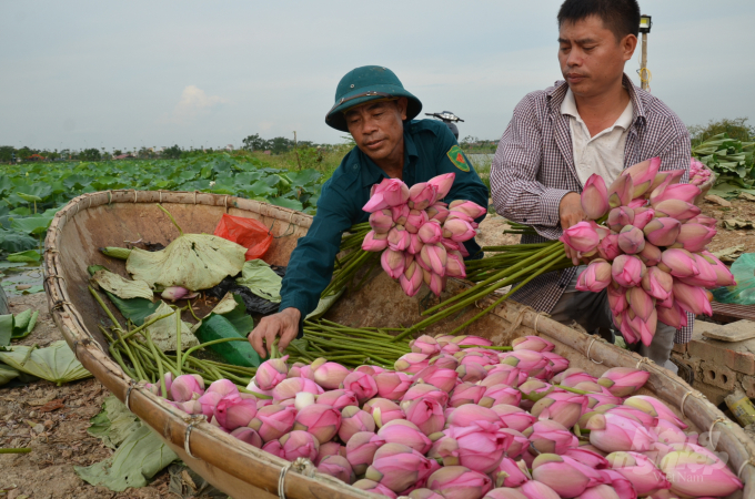Khanh (on the right) harvesting lotus. Photo: Duong Dinh Tuong.