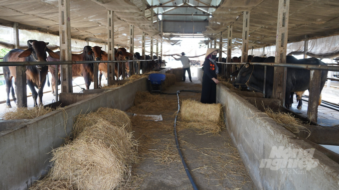 New high-yielding cow breeds including 3B are being replicated locally. Photo: Tran Trung.