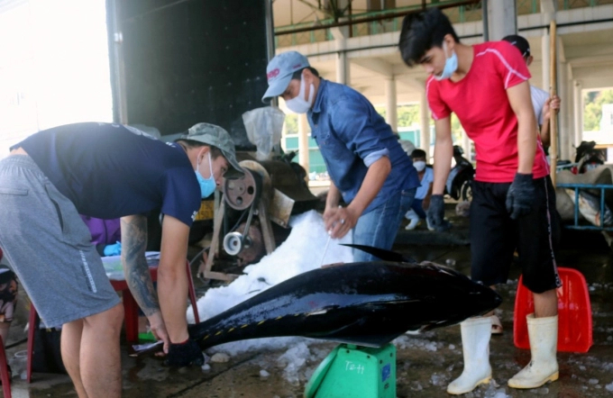 Businesses purchase tuna for processing and export to markets. Photo: MH.