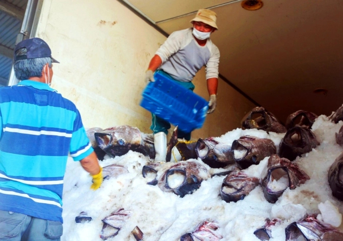 Tuna is purchased and then put on a refrigerated truck to be transported to the processing plant. Photo: KS.
