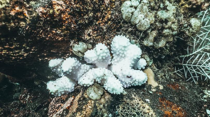 Hiện tượng tẩy trắng san hô do nhiệt độ cao hơn và hiệu ứng nhà kính gây ra. Ảnh: ERN