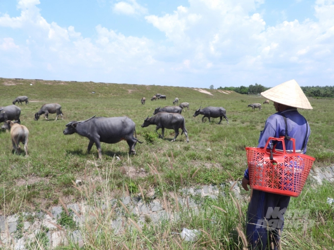 Thanks to the large grasslands, buffalo farming provides a stable source of income for farmers. Photo: Tran Trung.