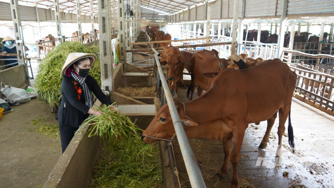 Enclosed circulating cow farm in Duong Minh Chau district bringing high economic efficiency. Photo: Tran Trung.