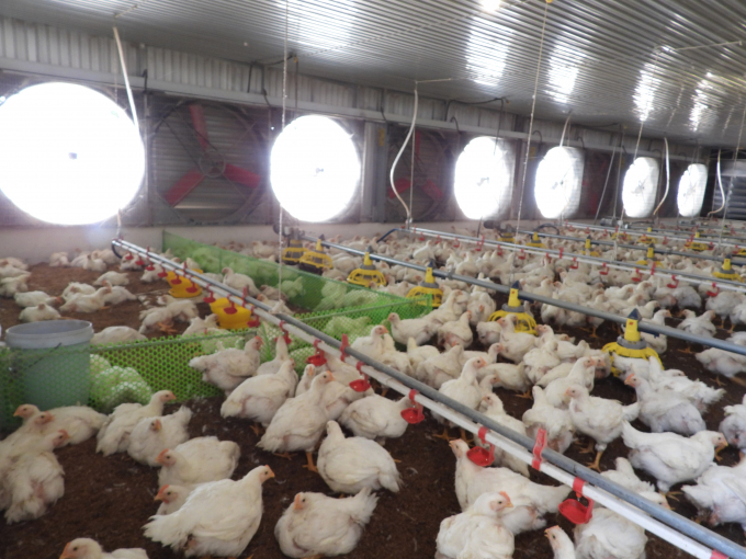 Linking white-feathered chicken production in the direction of the farm models is one of the effective methods in Tay Ninh. Photo: Tran Trung.