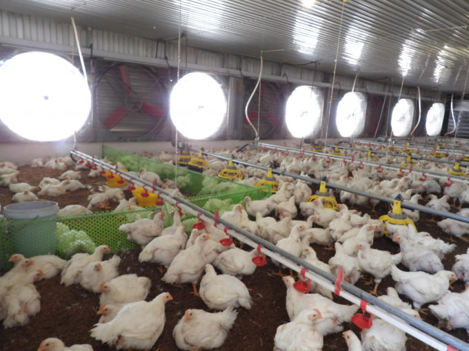 Liên kết chăn nuôi gà lông trắng theo hướng trang trại là một trong những mô hình đang phát huy hiệu quả tại Tây Ninh. Ảnh: Nguyễn Thủy.