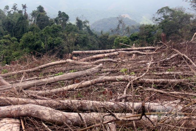 Cách tiểu khu 708 chừng 500 m, PV Báo NNVN ghi nhận những cánh rừng ngã rạp, các đối tượng chưa kịp đưa gỗ ra khỏi rừng. Ảnh: Võ Dũng.