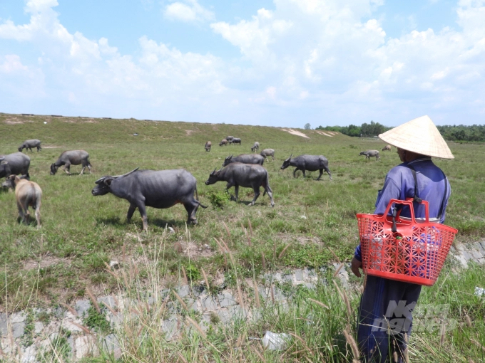 Nhờ đồng cỏ rộng, chăn nuôi trâu đem lại nguồn thu nhập ổn định cho người nông dân. Ảnh: Nguyễn Thủy.